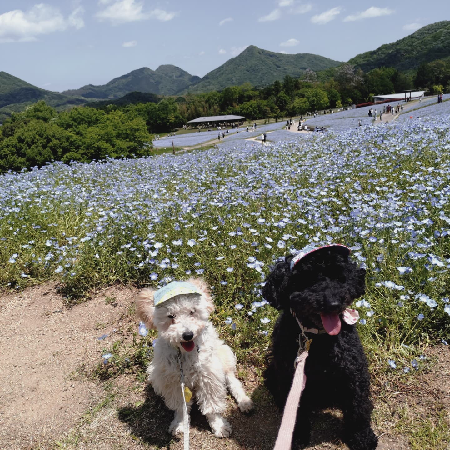 #ゴールデンウイーク #犬活 #ドッグラ