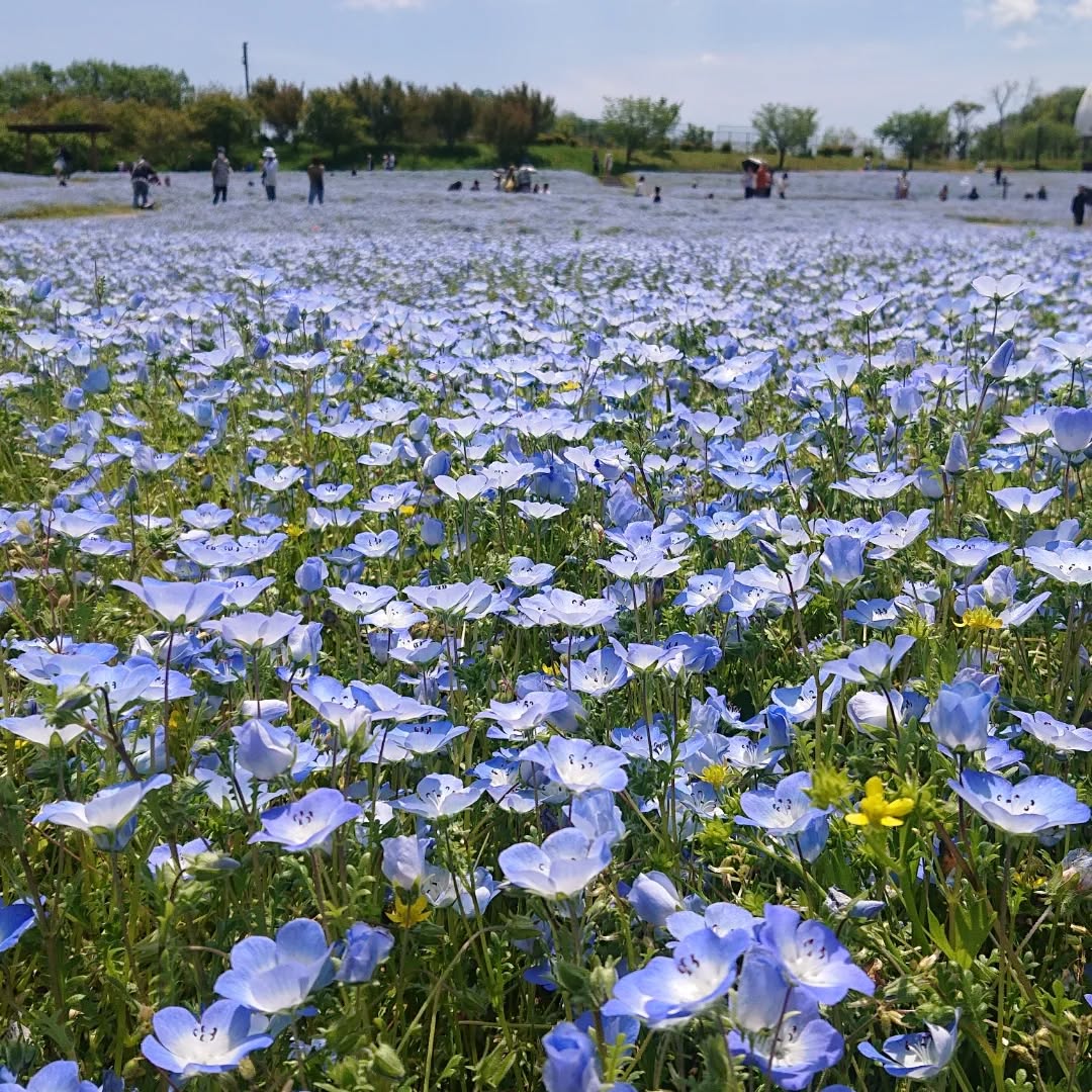 【讃岐まんのう公園】2025.5.4  