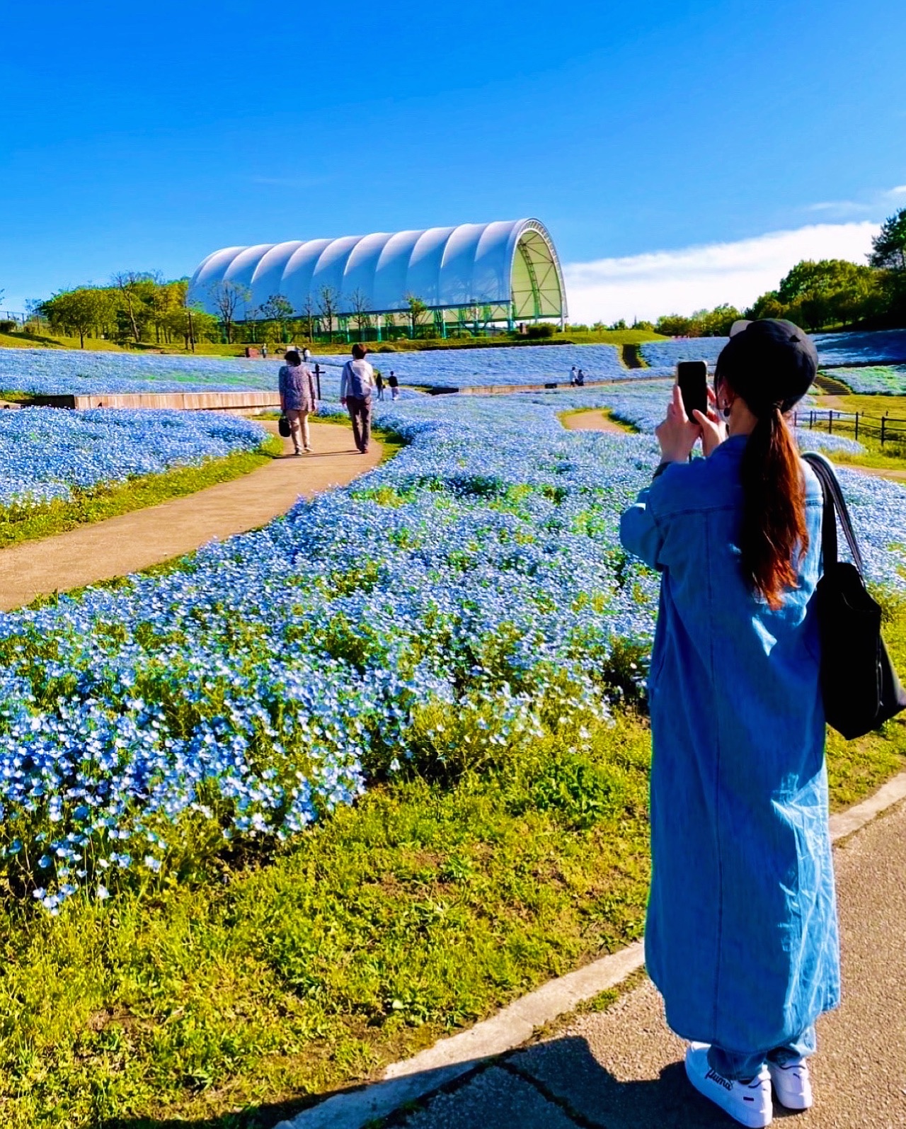 【国営まんのう公園】にて、一面のネモフィ