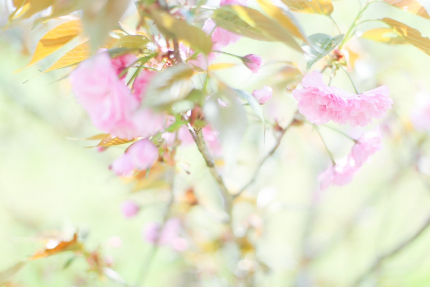 .  . まんのう公園歩いてると  . 