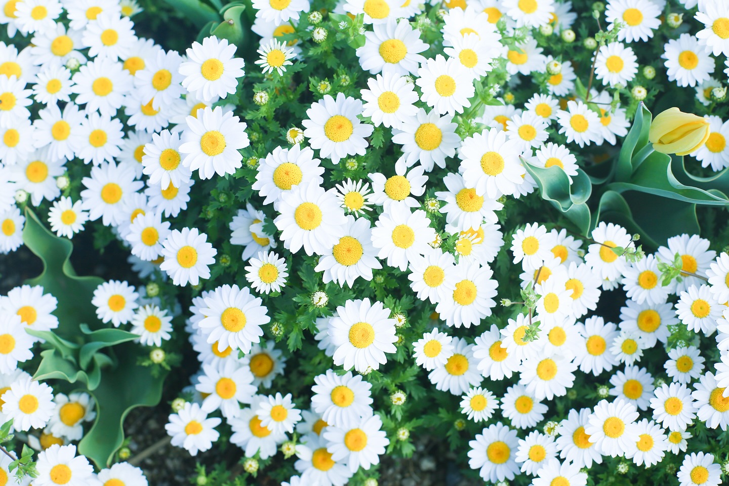 .  . 春のお花可愛い♡  .  . 