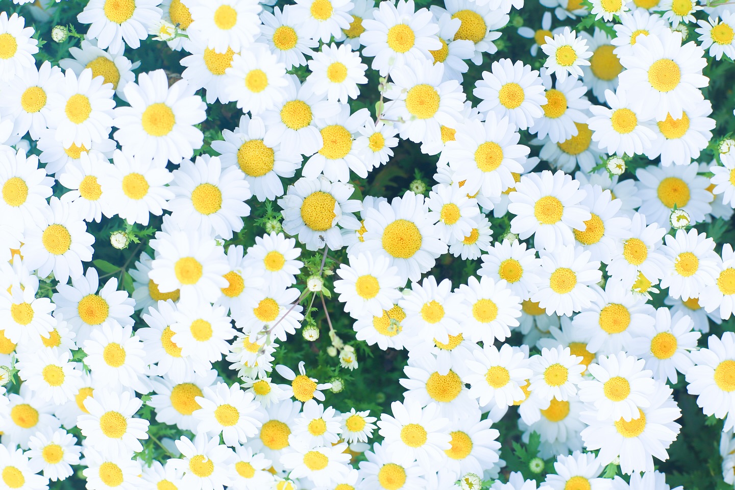 .  . 蛍見に行きたいなー♡  .  