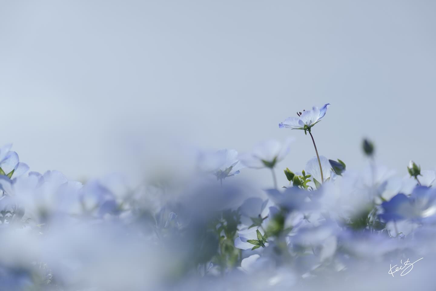 ?  大好きなネモフィラ? ふんわり撮る