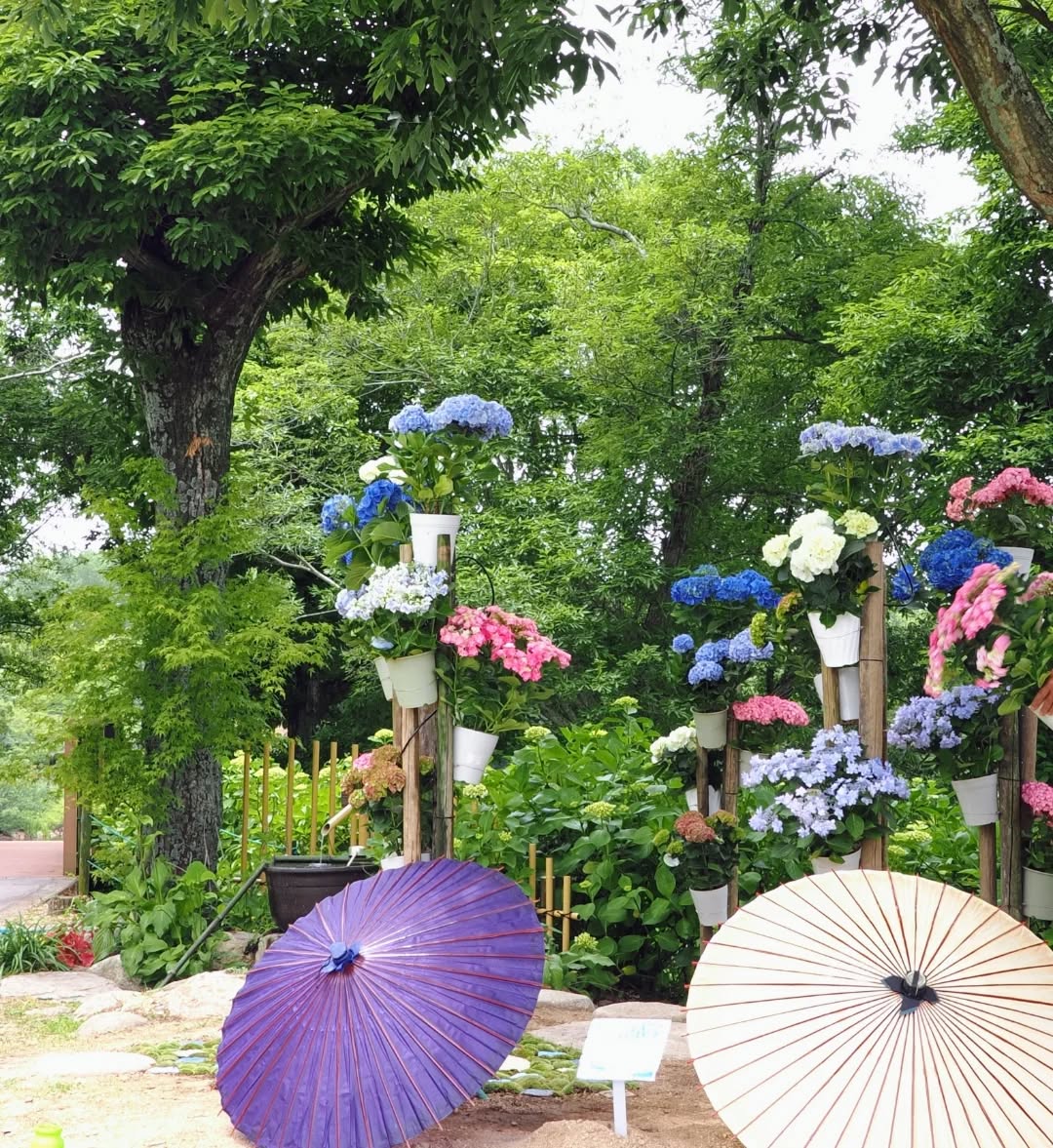 讃岐まんのう公園】紫陽花のフォトスポット