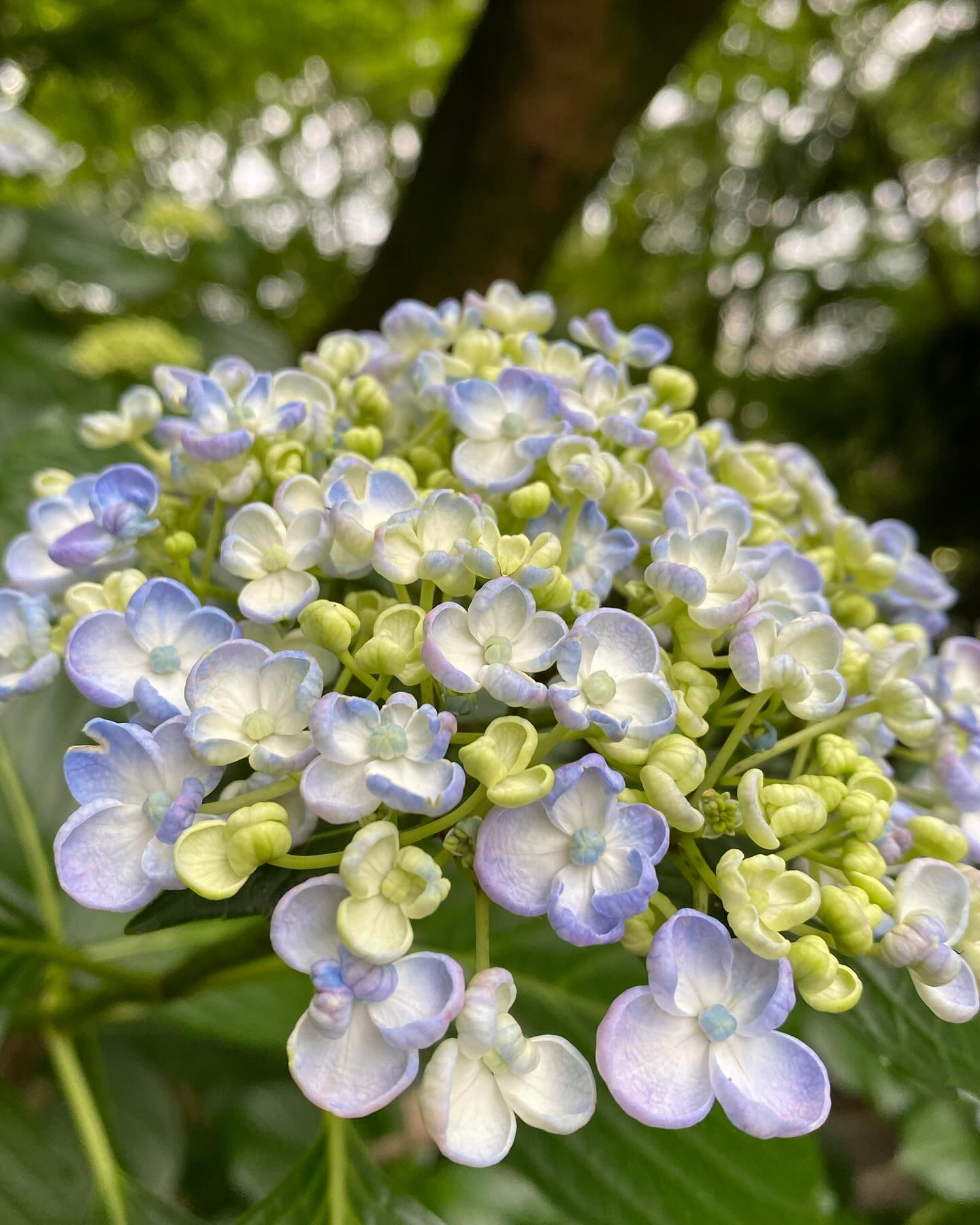 ᰔᩚ  ᥫᩣ 紫陽花 #季節の花 #はな