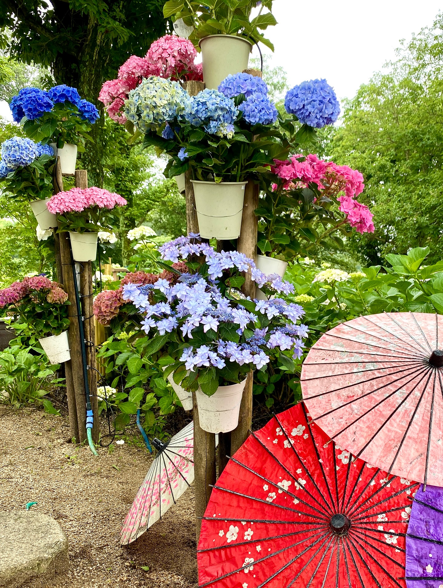⁡ ⁡ 雨☔には紫陽花がよく似合う まん