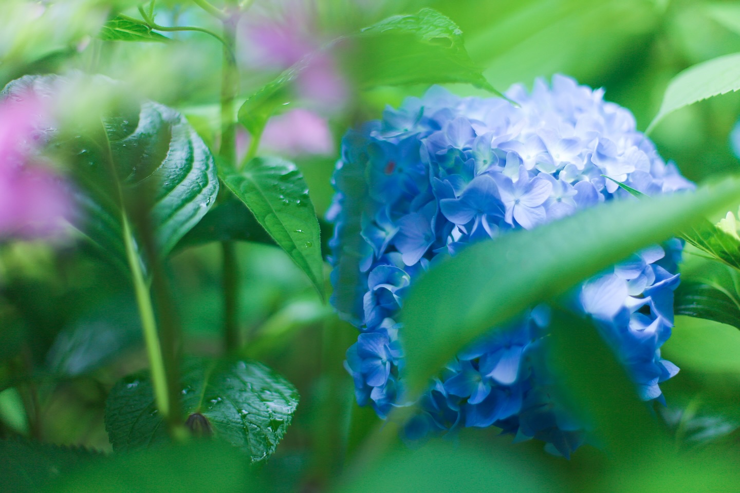 .  . 紫陽花撮るの楽しい♡  .  