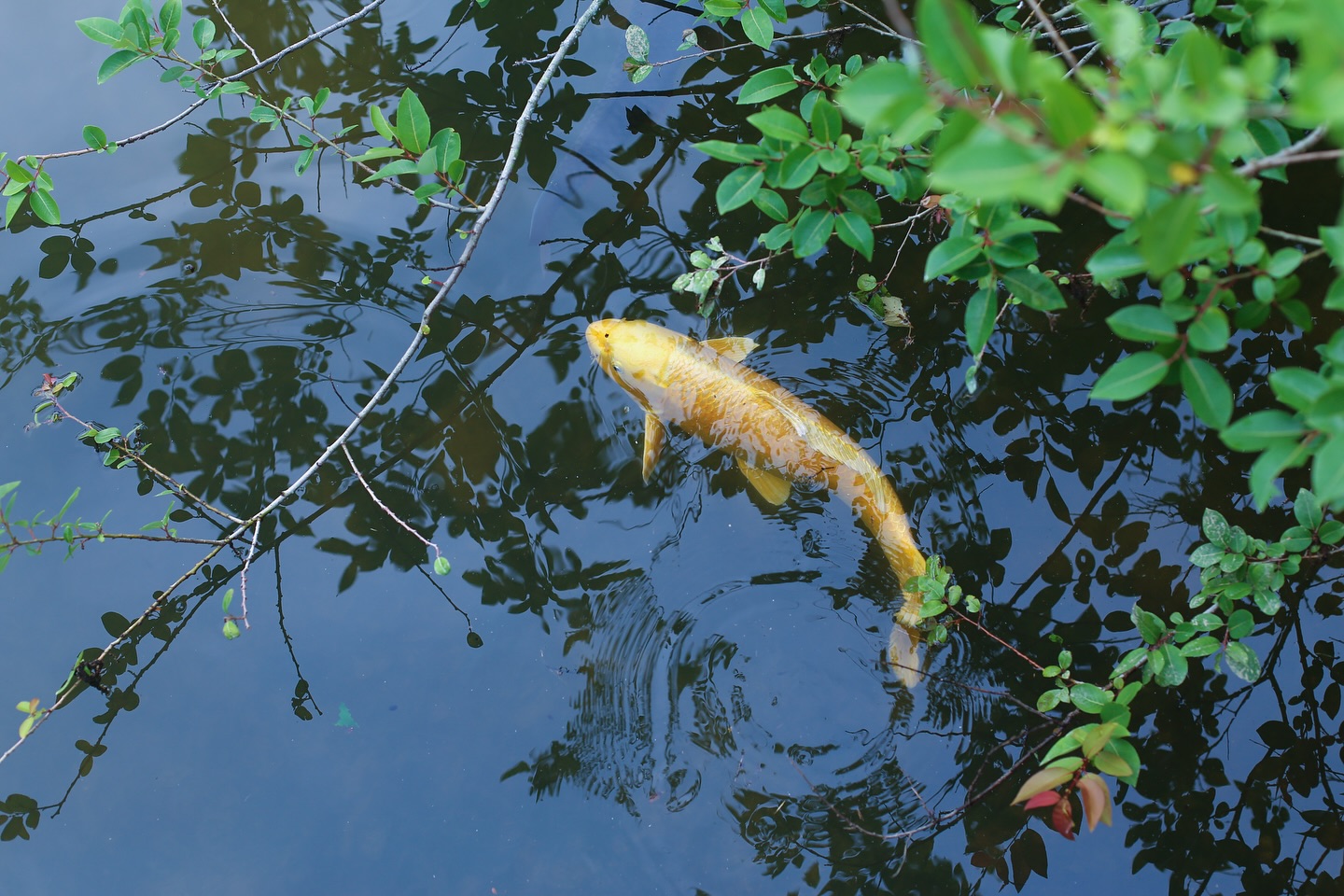 .  . まんのう公園に 綺麗な色のお魚