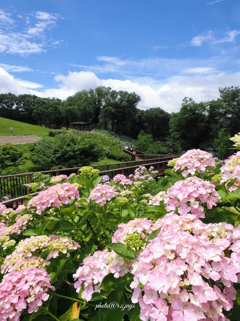 讃岐まんのう公園】紫陽花が咲き始め、多く