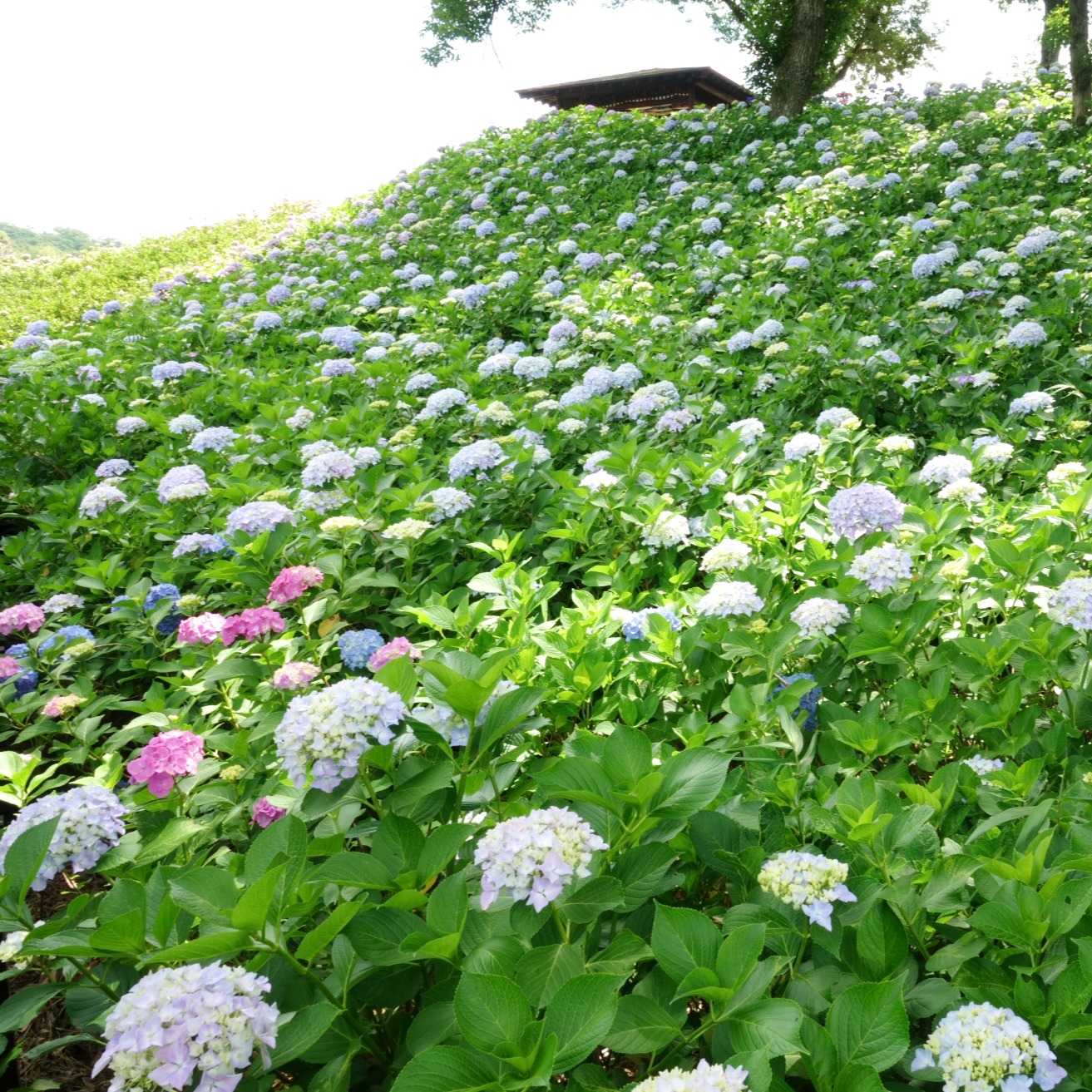 国営讃岐まんのう公園のアジサイが見頃とな