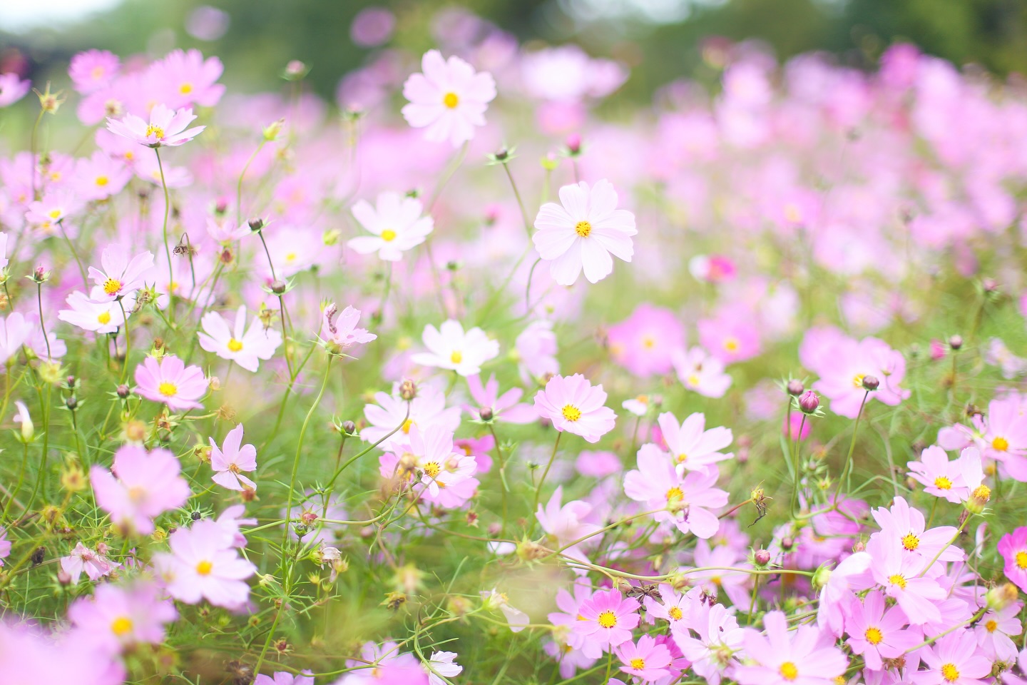 花笑フォト | 国営讃岐まんのう公園