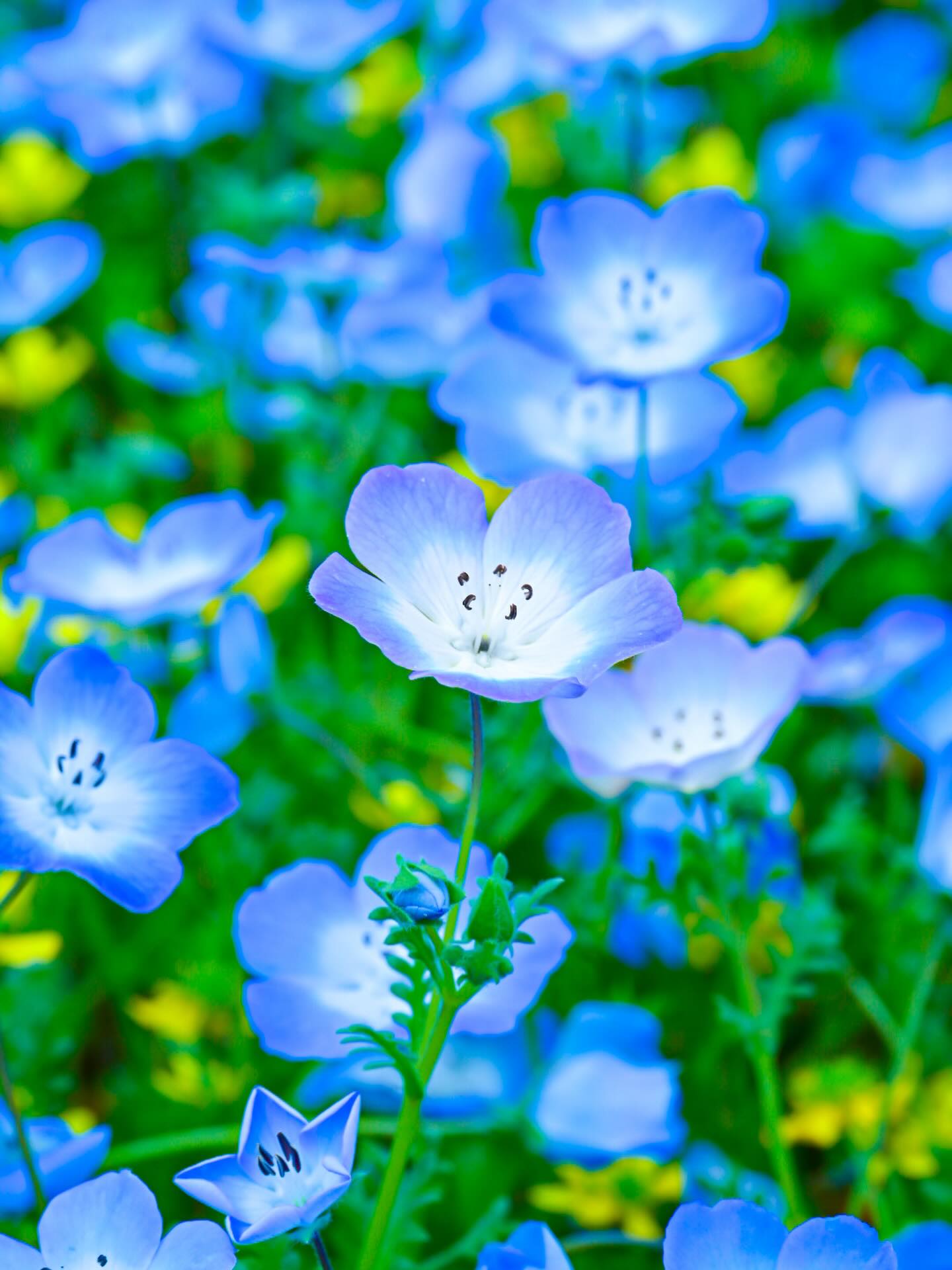 花笑フォト | 国営讃岐まんのう公園