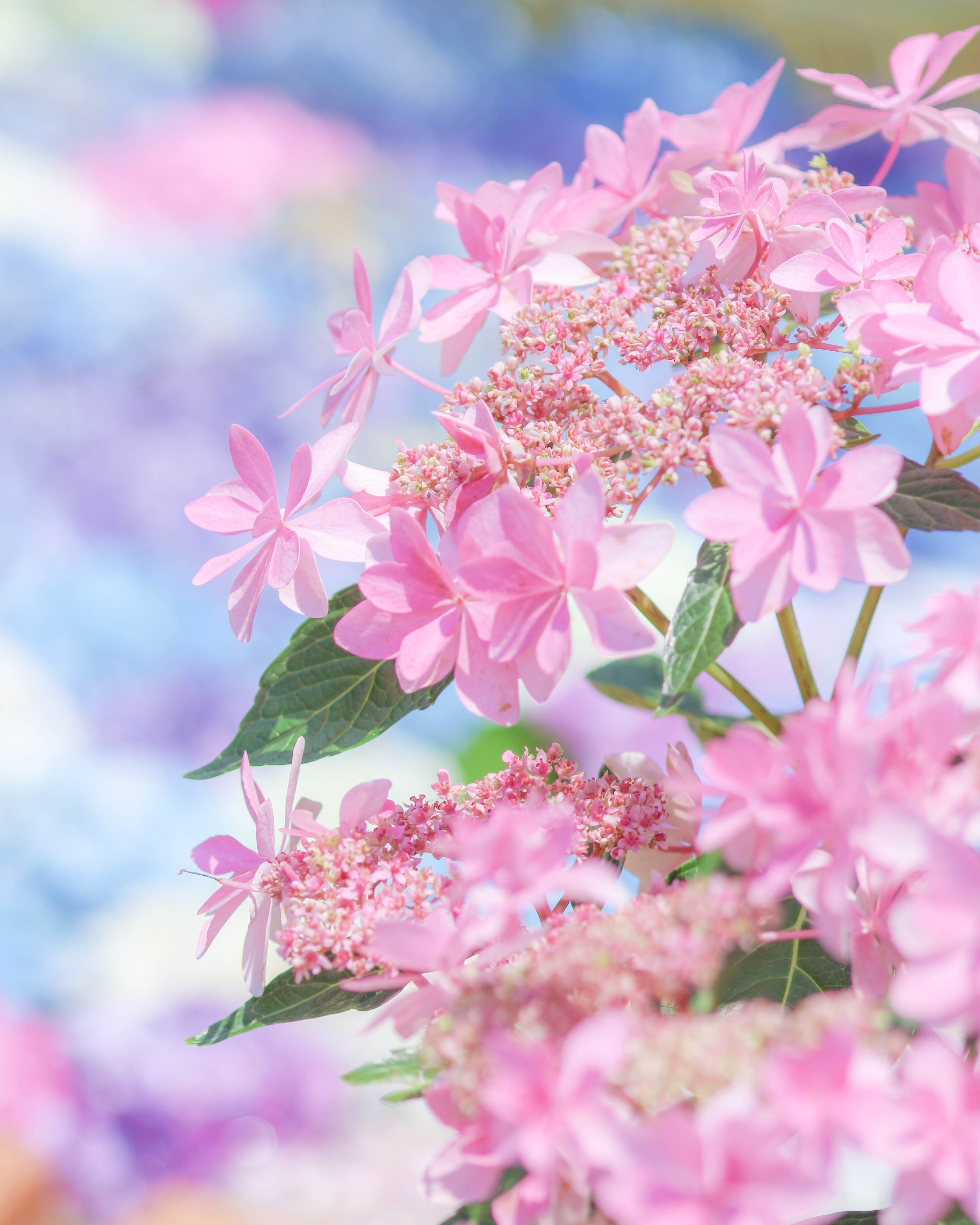 花笑フォト | 国営讃岐まんのう公園