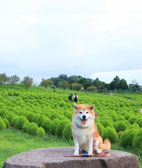 花笑フォト 国営讃岐まんのう公園