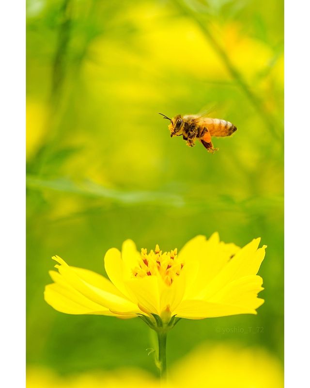 花笑フォト 国営讃岐まんのう公園