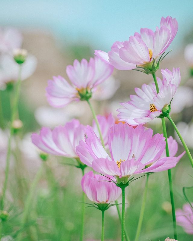 花笑フォト 国営讃岐まんのう公園