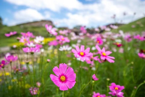 花笑フォト 国営讃岐まんのう公園
