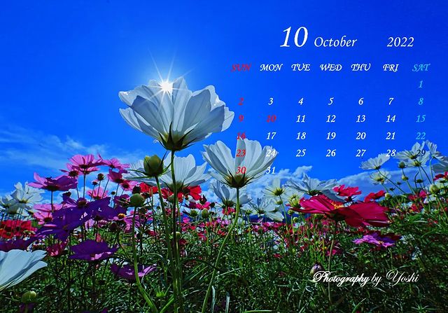 花笑フォト 国営讃岐まんのう公園