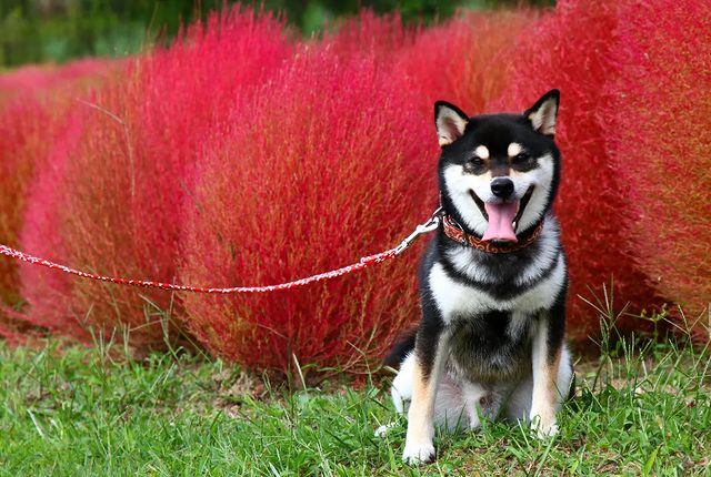 花笑フォト 国営讃岐まんのう公園